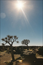 Quivertree, Namibia