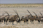 Oryxen in Ethosha Na