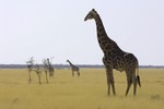 Giraffes in Etosha N