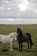 Icelandic horses, Ic