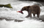 Grizzly bear fishing