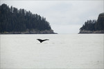 Humpback whale, Alas